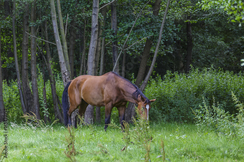 Pferdeweiden in Niedersachsen © florittnd