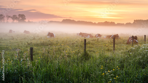 Bourgoyen-Ossenmeersen, Ghent, Belgium