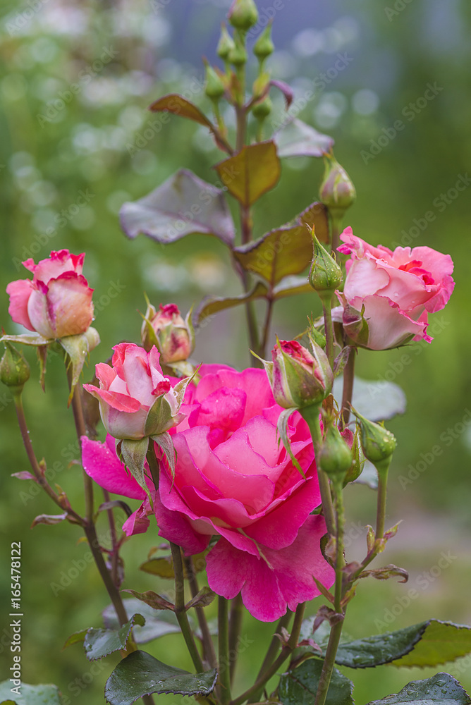beautiful pink rose bush blooming in the garden beautiful pink rose bush blooming in the garden