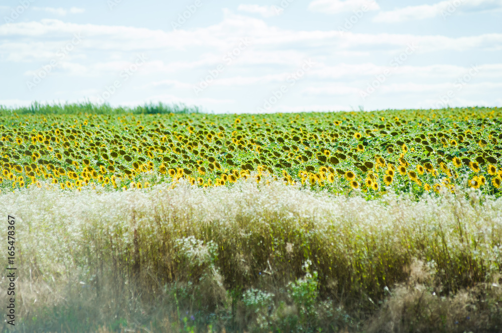 Obraz premium Sunflowers field