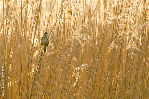 Great reed warbler (Acrocephalus arundinaceus) photo