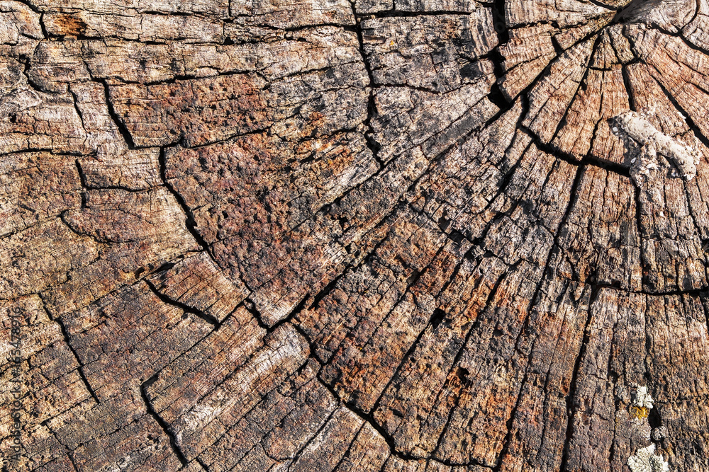 Fototapeta premium Old Weathered Cracked Rotten Stump Top Surface Grunge Texture