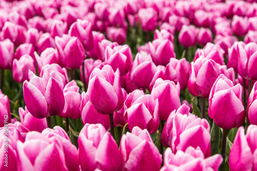 A field of pink tulips in Holland in full bloom
