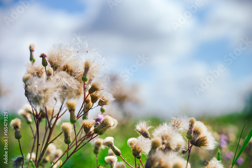 Fototapeta Naklejka Na Ścianę i Meble -  Summer background, beautiful meadow dandelion flowers in a field on a cloudy sky.