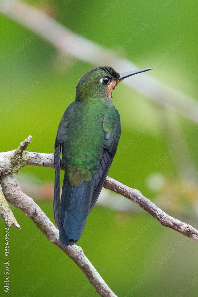 Hummingbird(Trochilidae)Flying gems Hummingbird(Trochilidae)Flying gems