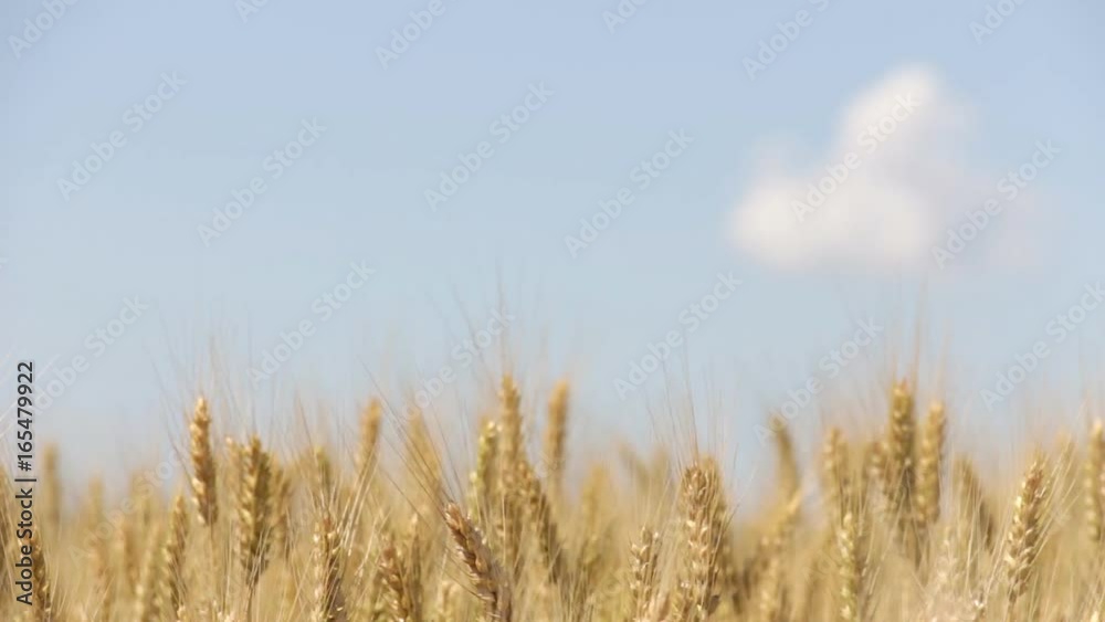 The wind swaying the ears of wheat against the sky with a small cloud The wind swaying the ears of wheat against the sky with a small cloud