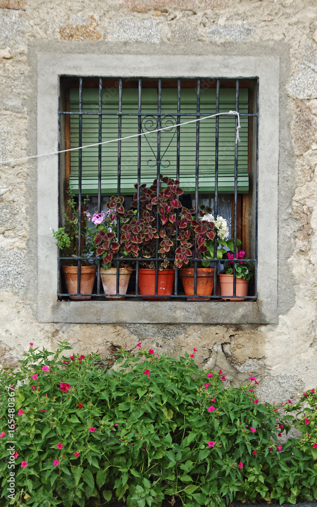 Window of an old house with plants