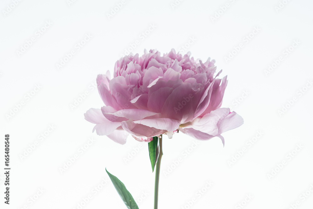 peony flower peony flower