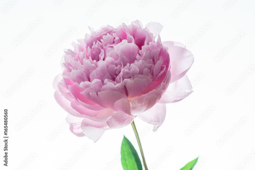 peony flower