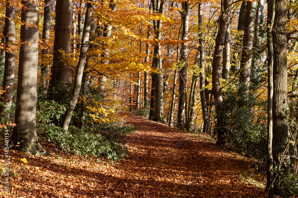 Fototapeta premium Forest Teutoburger Wald