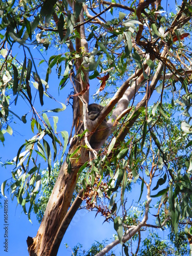 Photography Koala