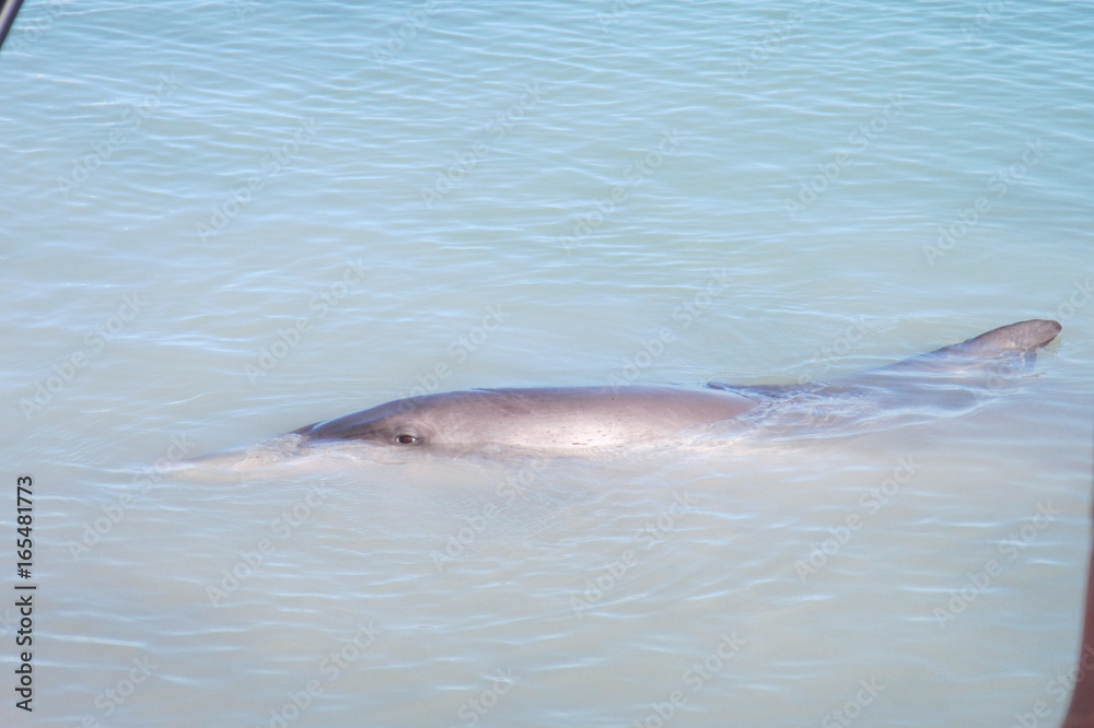 Fototapeta premium Dolphin Eye