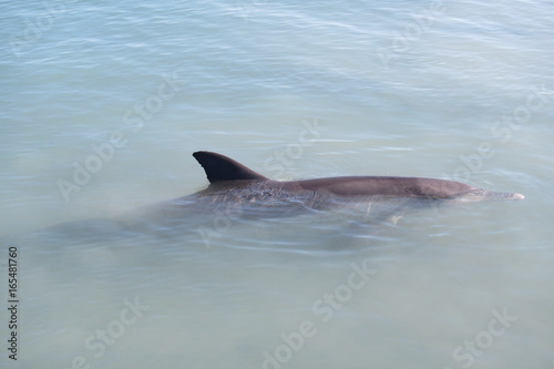 Dolphin Fin  © Alexandria
