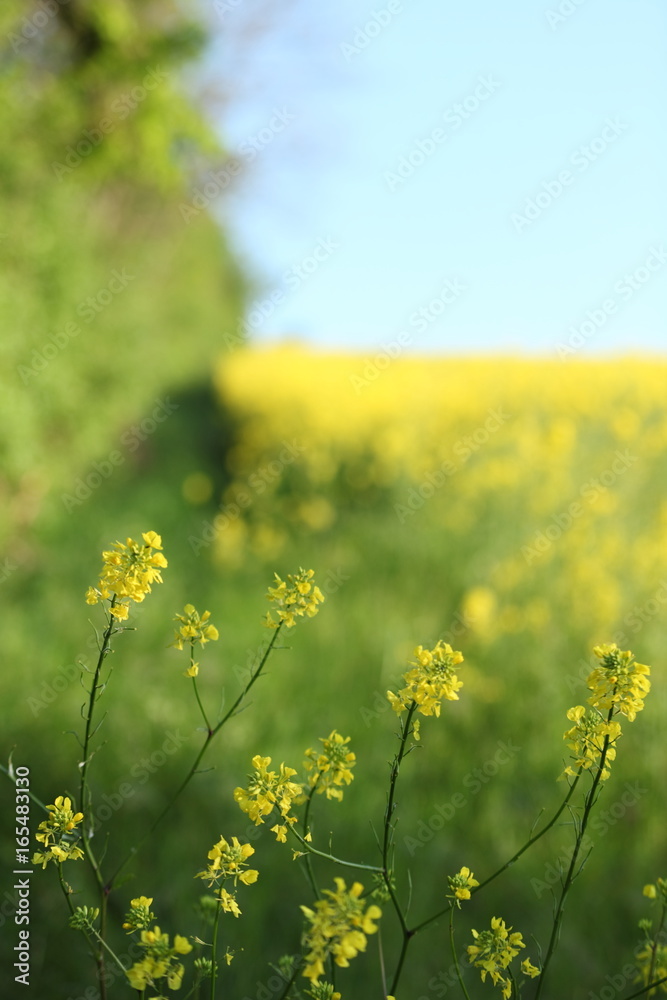 Obraz premium Fleure de colza