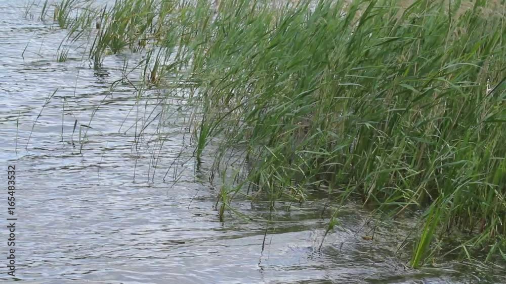 The waves on the lake in windy weather in summer. The wind rustles the reeds near the shore. Before the rain. Footage of the photographer recorded in Belarus. The waves on the lake in windy weather in summer. The wind rustles the reeds near the shore. Before the rain. Footage of the photographer recorded in Belarus.