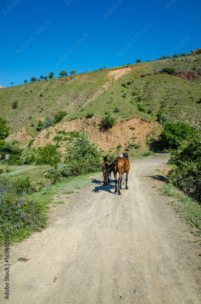 Going down the road, the horse, Zelenogorie