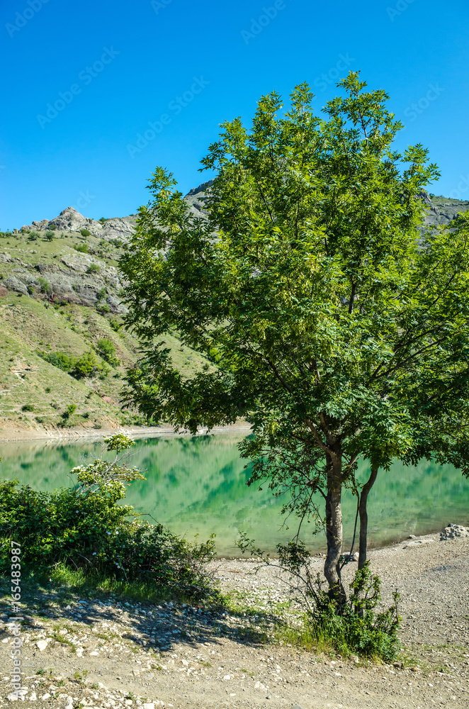 Tree in a mountain lake, Zelenogorie