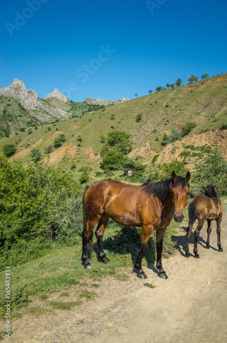 Horse and foal on a mountain road