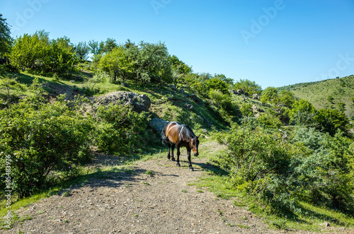 Horse walking on mountain road