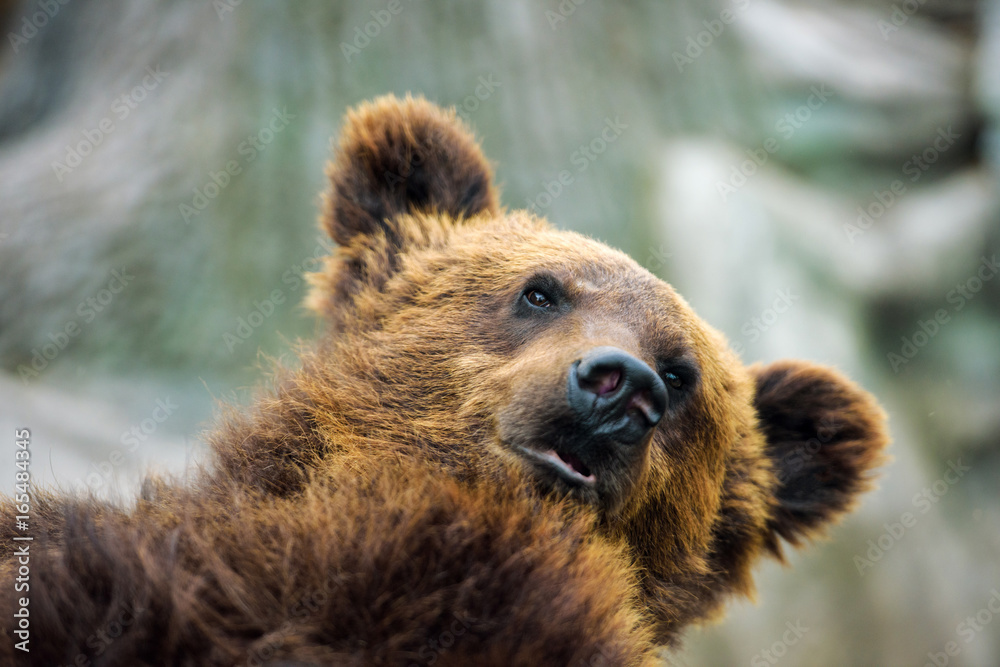Obraz premium Brown bear portrait