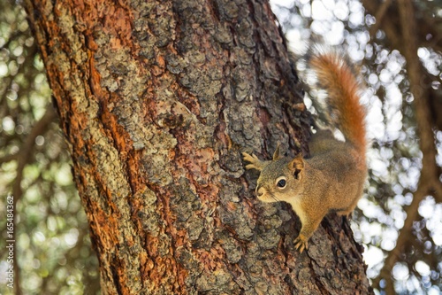 Squirrel on a tree © bgspix
