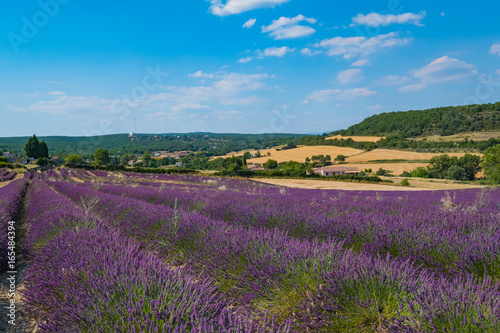 Paysage de Provence: Champ de lavande, montagnes, ciel bleu.