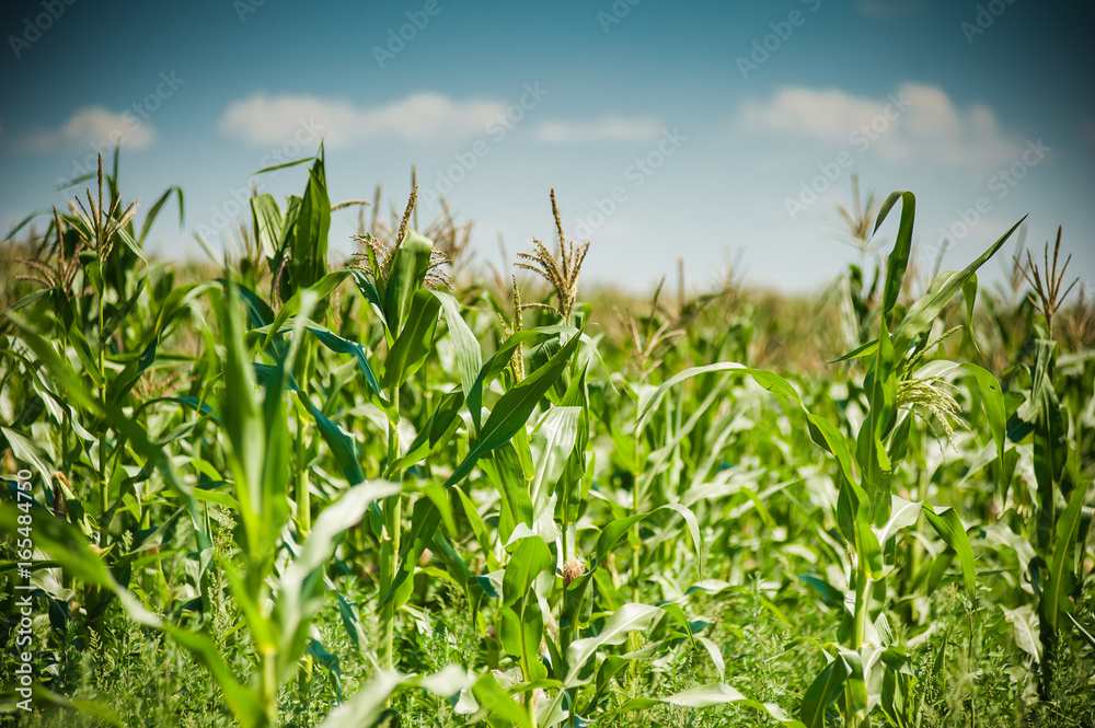 Fototapeta premium The field of young corn