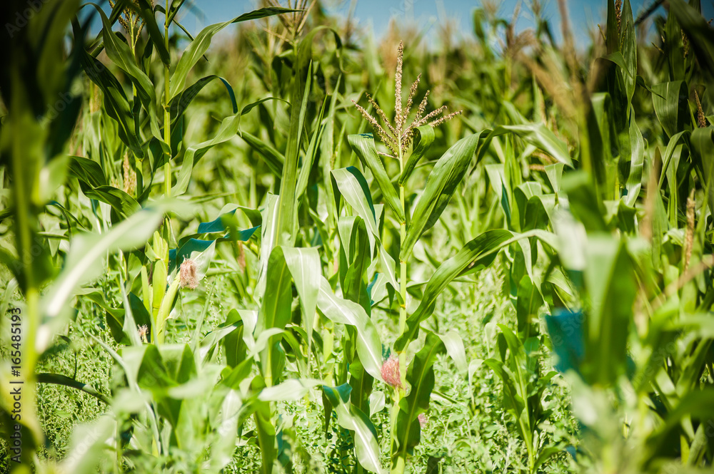 Fototapeta premium The field of young corn