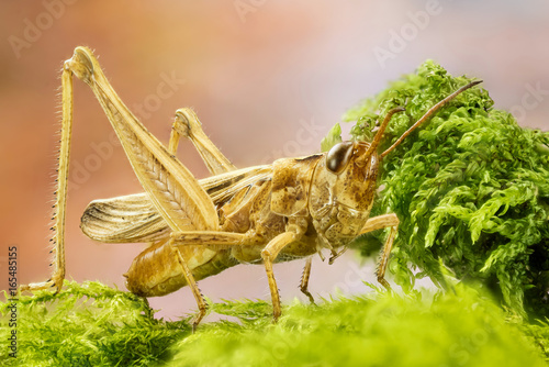 Focus Stacking - Common Field Grasshopper, Field Grasshopper, Grasshopper, Chorthippus brunneus  photo