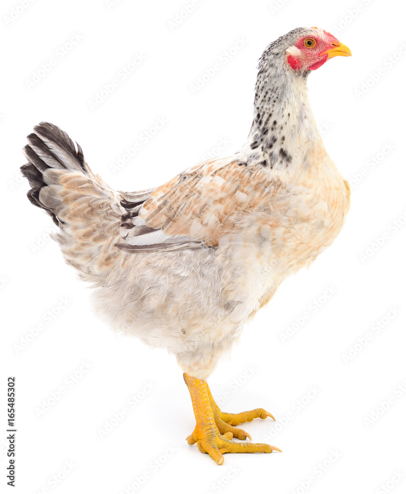 Fototapeta premium Brown hen isolated.