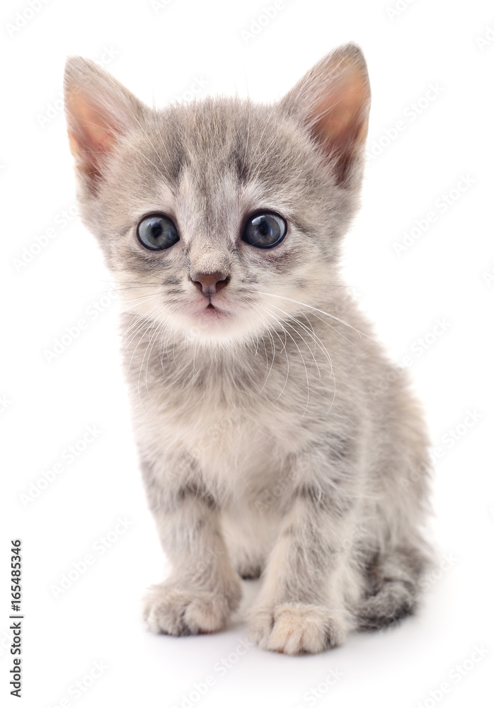 Fototapeta premium Mały szary kotek.