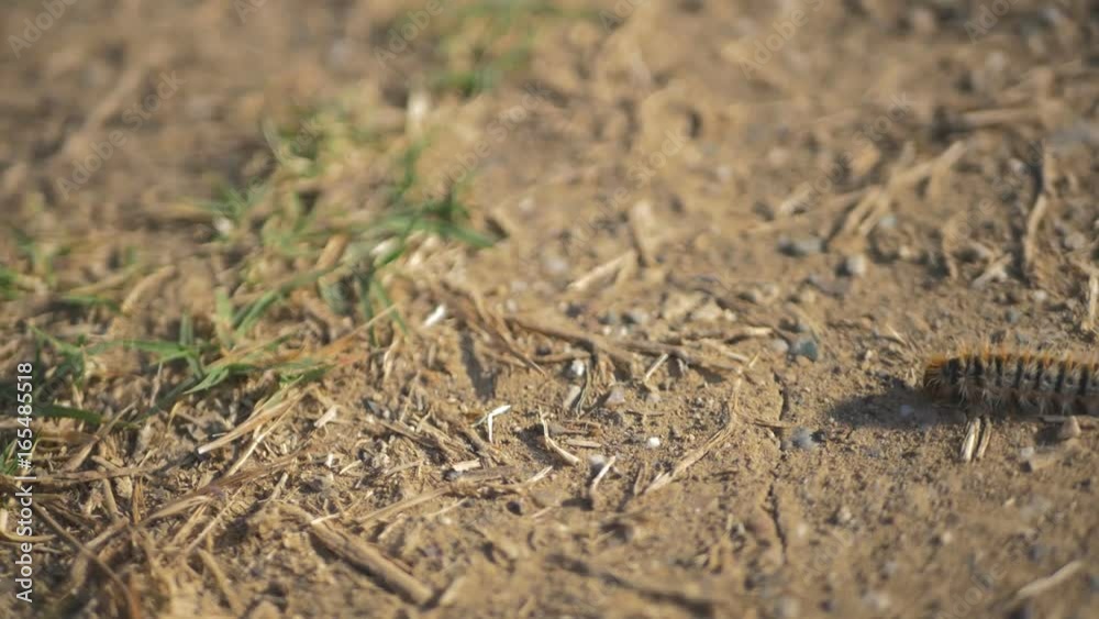 Smart caterpillars going one by one Smart caterpillars going one by one
