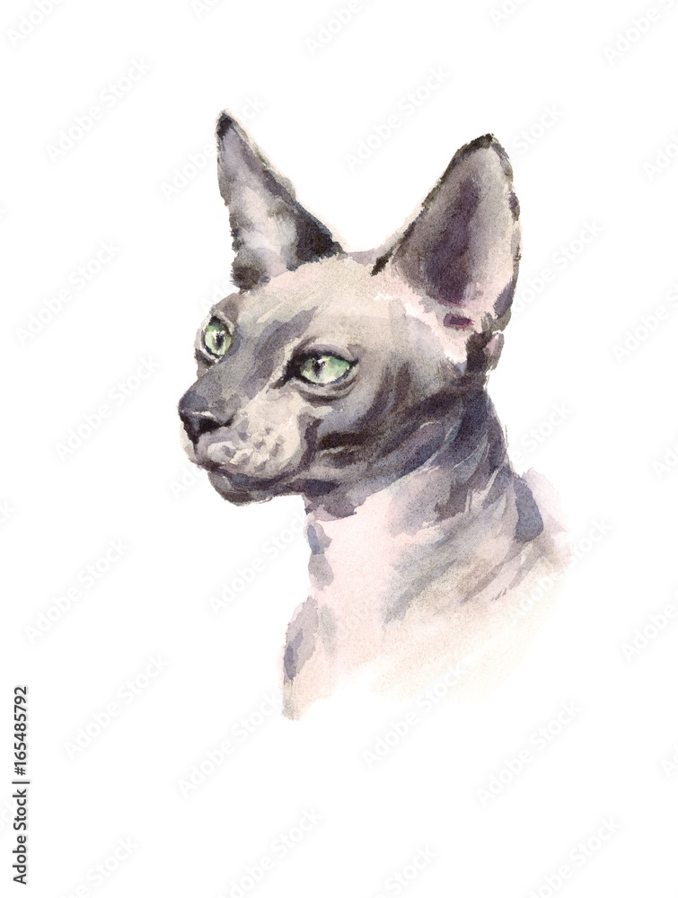 Watercolor Sphynx Cat Hand Drawn Pet Portrait Illustration isolated on white background
