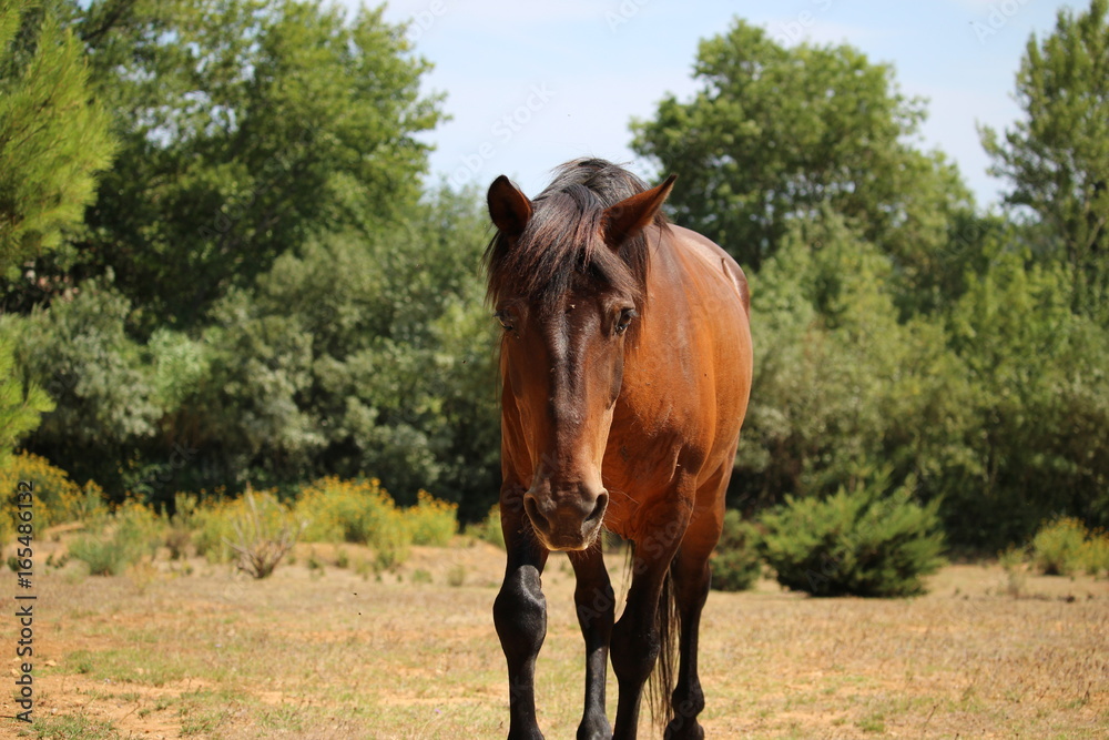 Obraz premium cheval dans son pré