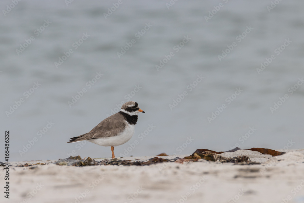 Seeregenpfeifer, Charadrius alexandrinus nivosus Seeregenpfeifer, Charadrius alexandrinus nivosus