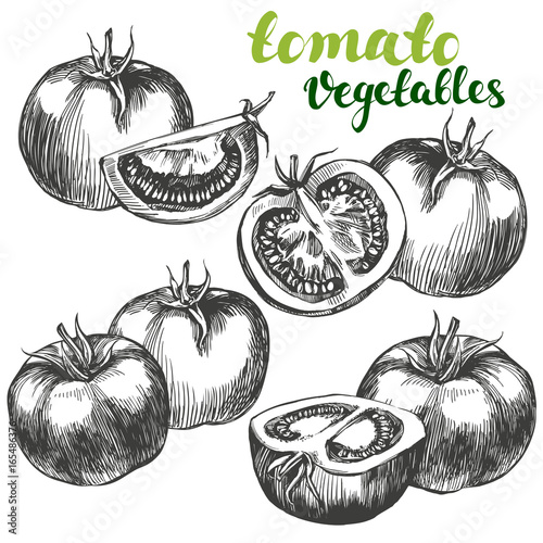 tomato vegetable set hand drawn vector illustration realistic sketch