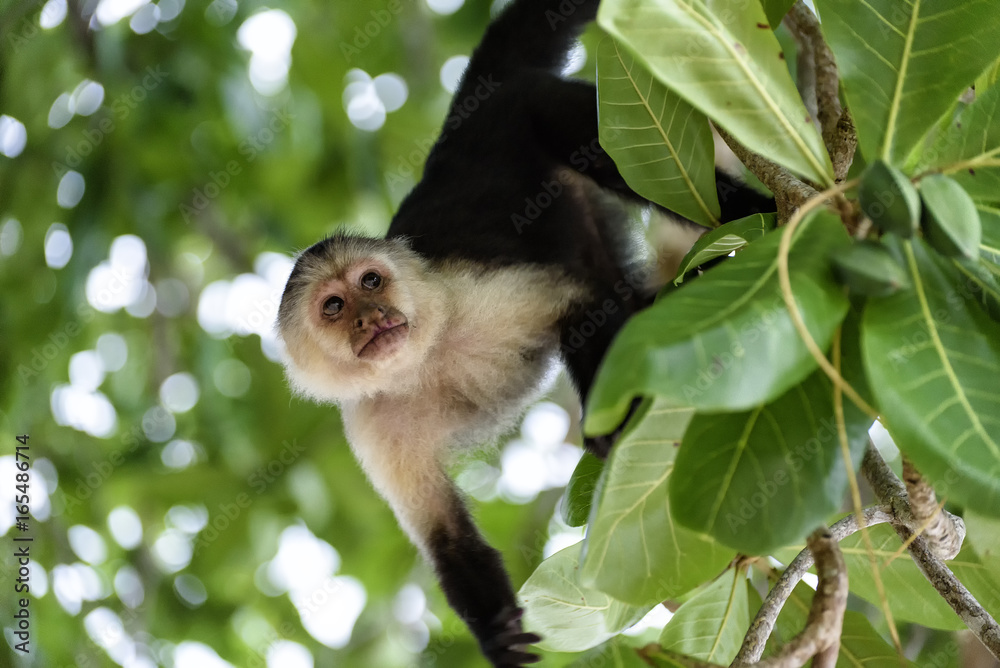 Fototapeta premium Kapuzineraffe