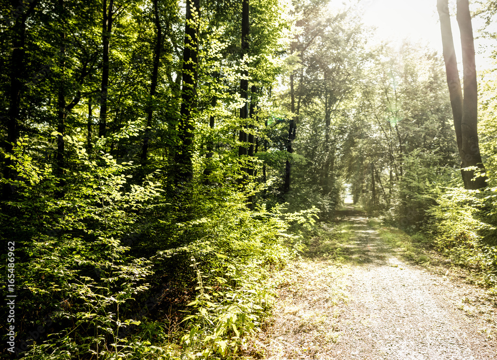 Fototapeta premium Wald nach dem Regen