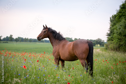 Pferd in Korn- und Mohnblumen  