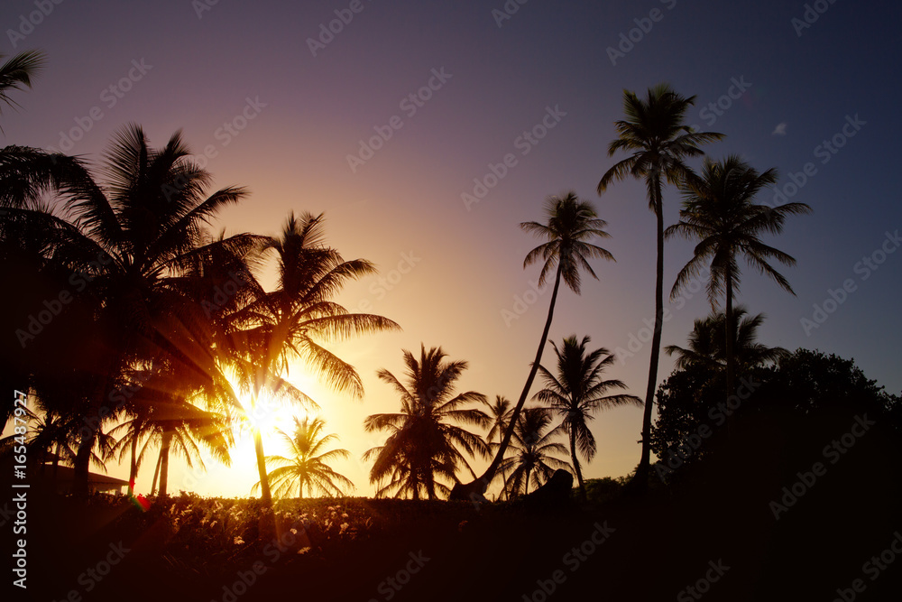 Palm trees at sunset in background.