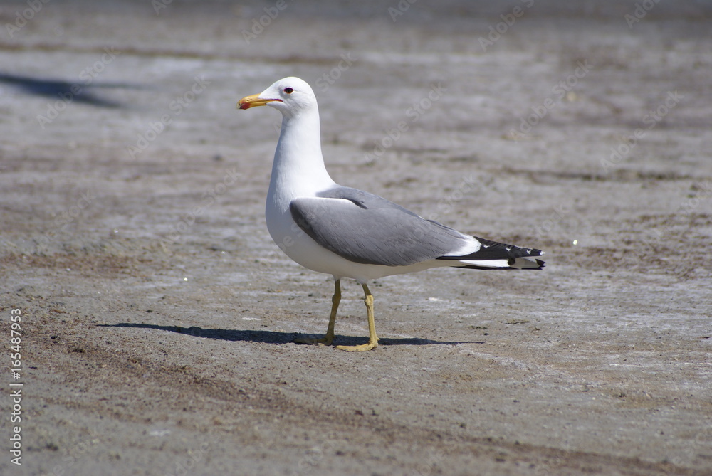 Seagull standing on beach Seagull standing on beach