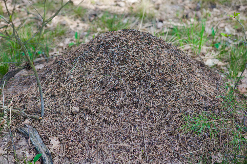 anthill anthill