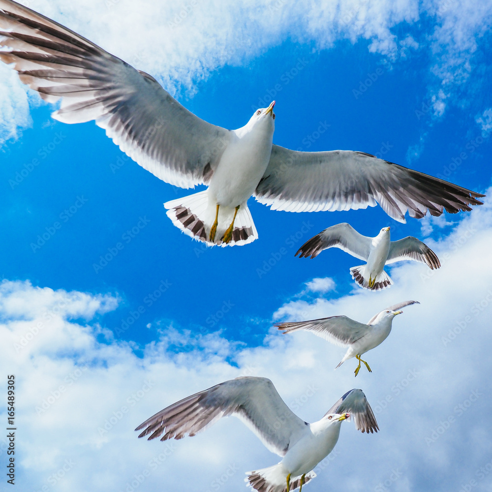 Obraz premium ウミネコ