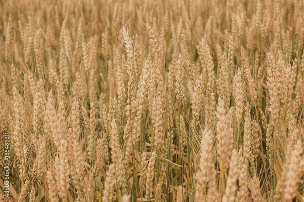 A close up of winter wheat heads in a field in Wisconsin. A close up of winter wheat heads in a field in Wisconsin.