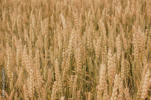 A close up of winter wheat heads in a field in Wisconsin.