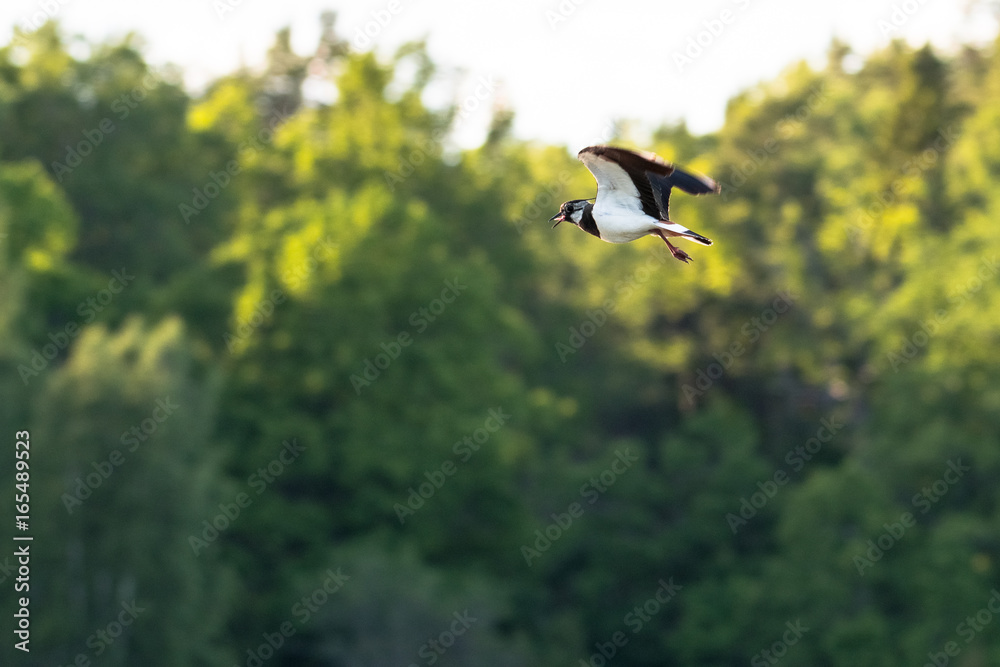 Obraz premium Lapwing