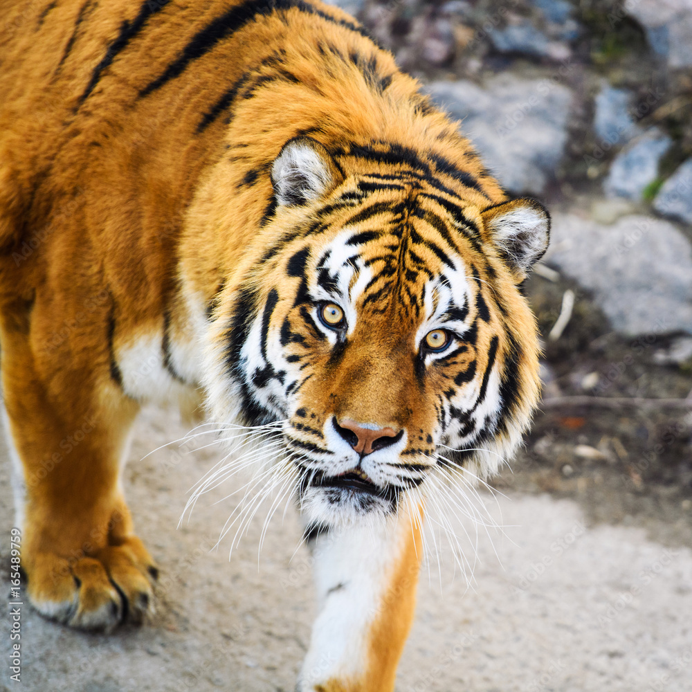 Fototapeta premium Beautiful Amur tiger