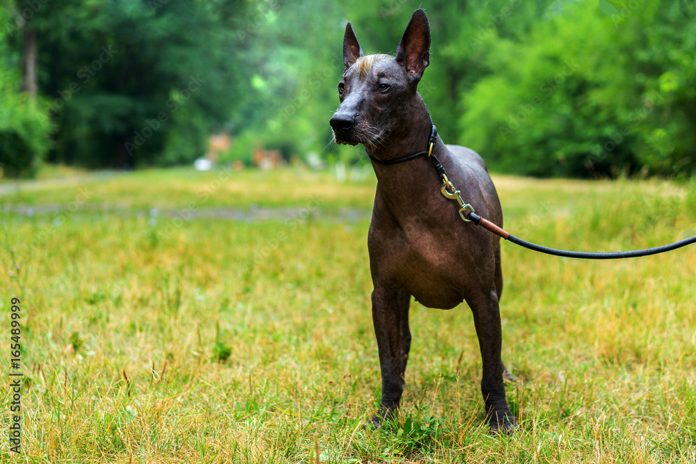Close up portrait Mexican hairless dog (xoloitzcuintle, Xolo) full length on a background of green grass and trees in the park. Close up portrait Mexican hairless dog (xoloitzcuintle, Xolo) full length on a background of green grass and trees in the park.