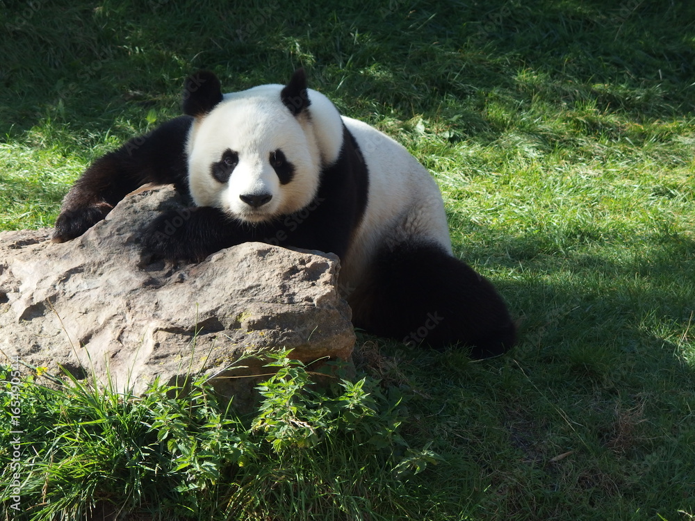 panda posé sur une pierre