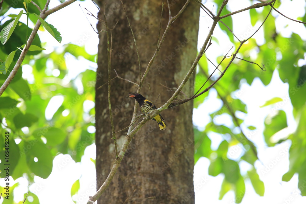 Fototapeta premium Dark-throated oriole (Oriolus xanthonotus) in Danum Valley, Sabah, Borneo, Malaysia 